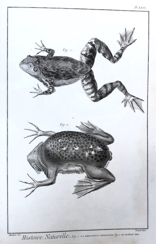 Reptiles - Histoire Naturelle (Sapo / Rana), Fig. 1. La Grenouille Mugissante, Fig. 2. Le Crapaud Pipa (Sapo de Surinam) - Pl. XXVI